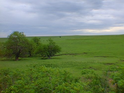 The Flint Hills are one of the most beautiful places on the Earth; here green grass stretches away to low rolling hills under a lowering sky.
