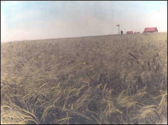Broad sloping wheat field, with barn, house and windmill in the background
