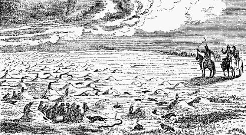 'Dog Town,' or A Settlement of Prairie Dogs
