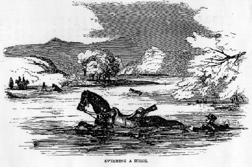 Swimming a Horse.
