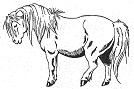 small pony