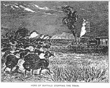 HERD OF BUFFALO STOPPING THE TRAIN.