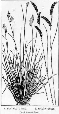 BUFFALO AND GRAMA GRASS.