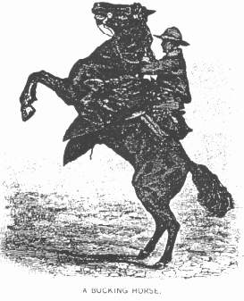 A Bucking Horse.