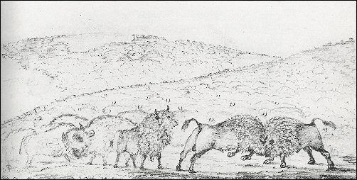 sketch of buffalos
