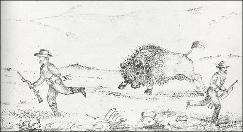 another buffalo sketch